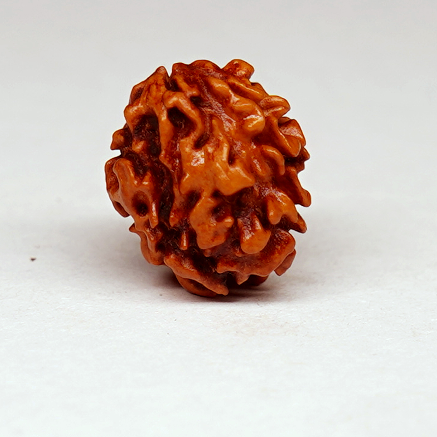 Natural 2 Mukhi/Faced Rudraksha