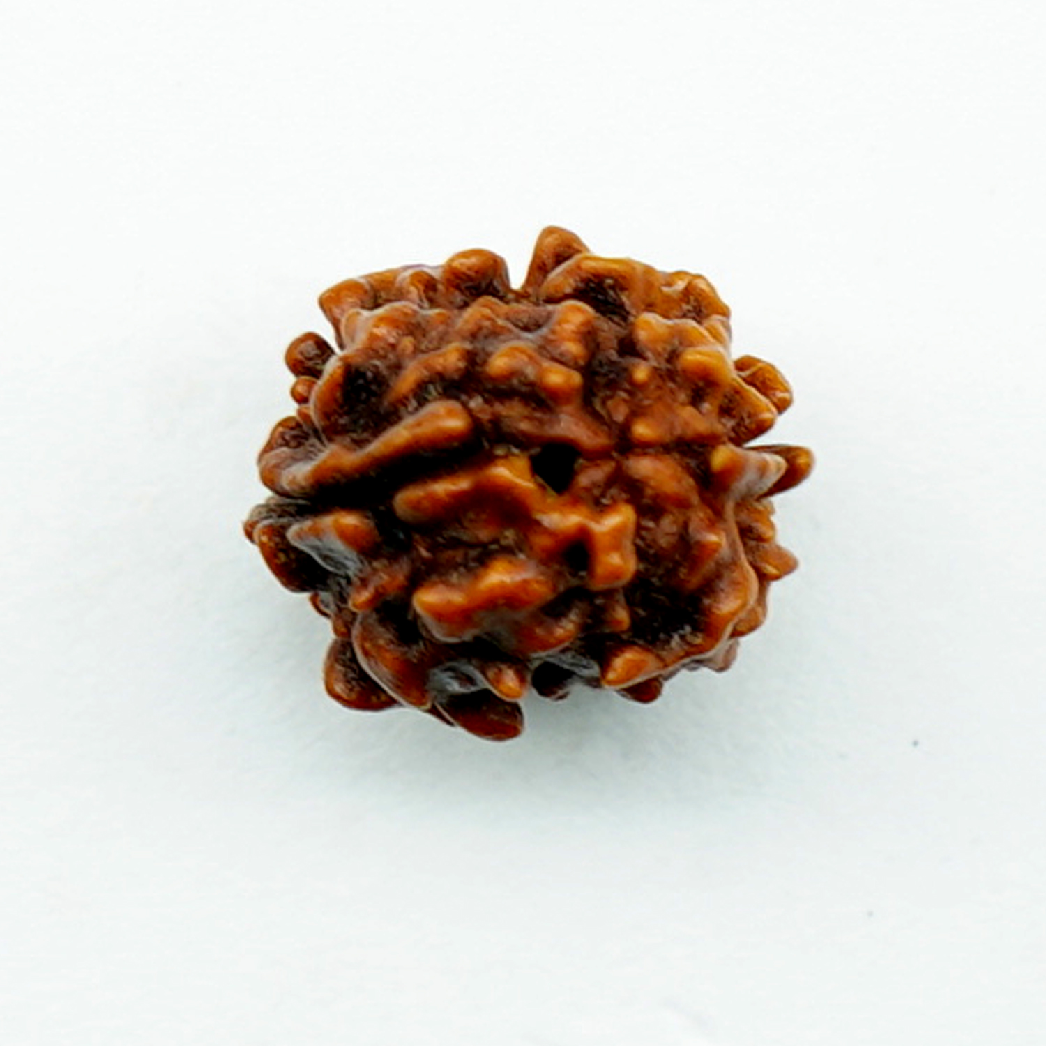 Natural 2 Mukhi/Faced Rudraksha