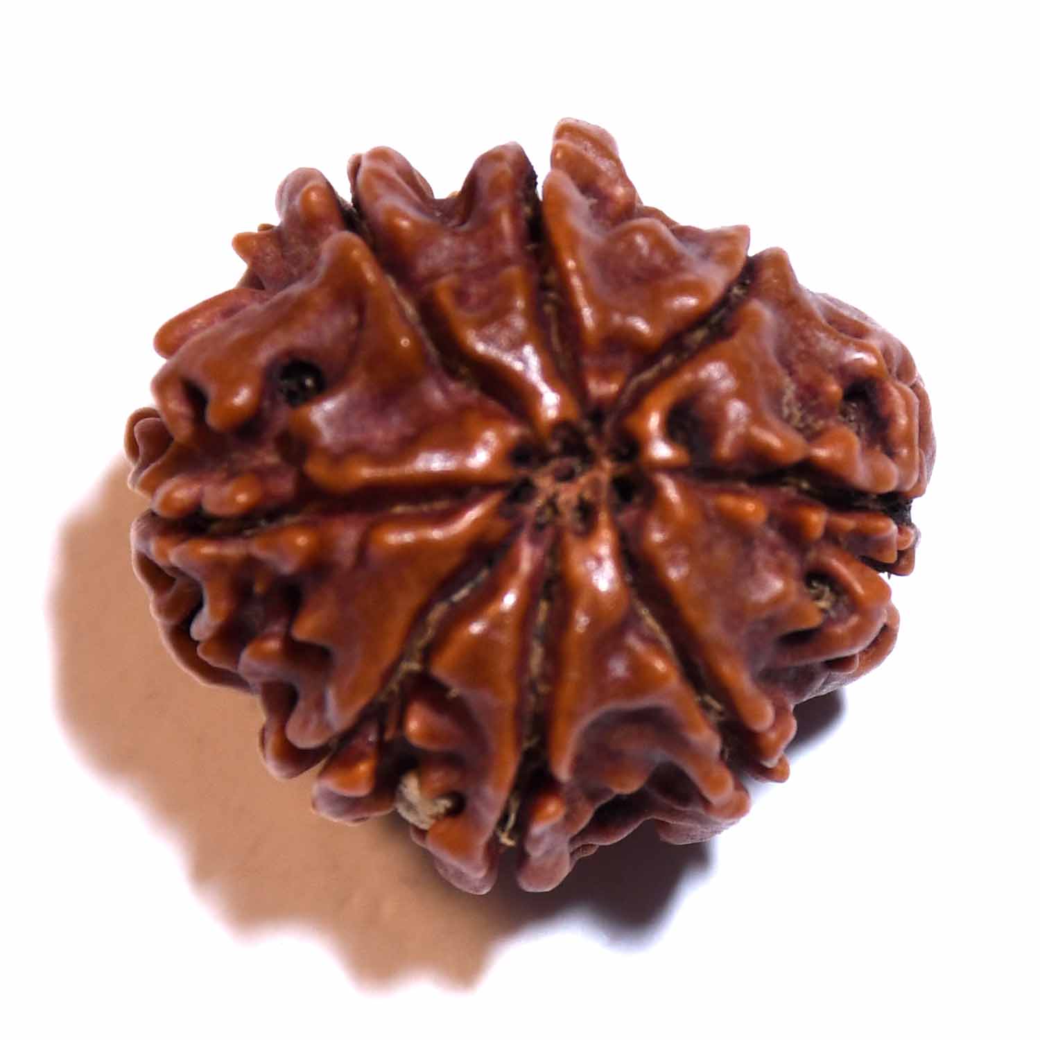 Natural 8 Mukhi/Faced Rudraksha