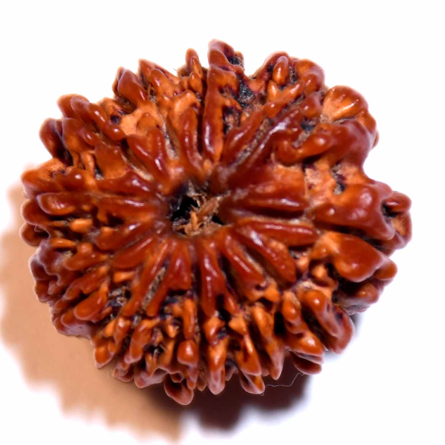 Natural 11 Mukhi/Faced Rudraksha