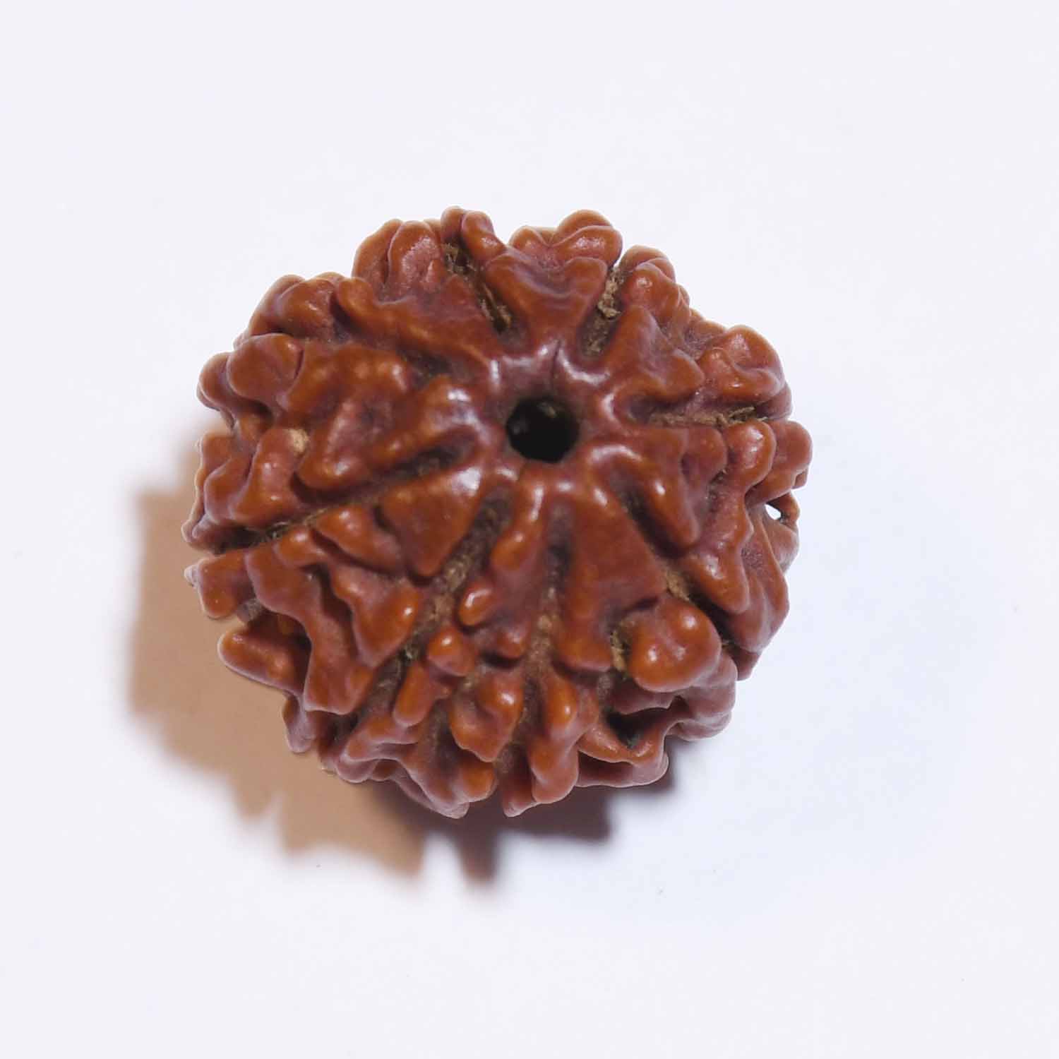 Natural 8 Mukhi/Faced Rudraksha