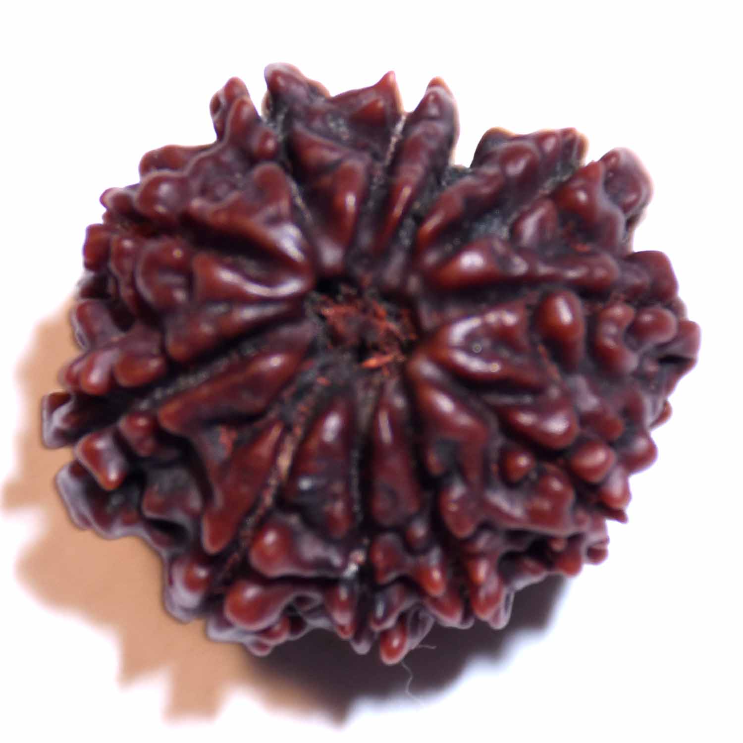 Natural 11 Mukhi/Faced Rudraksha