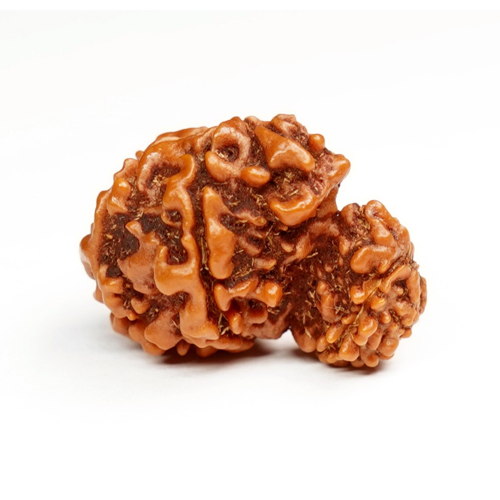 Natural Garbh Gauri Ganesh Rudraksha