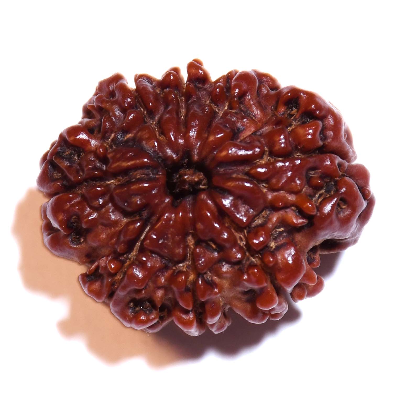 Natural 8 Mukhi/Faced Rudraksha