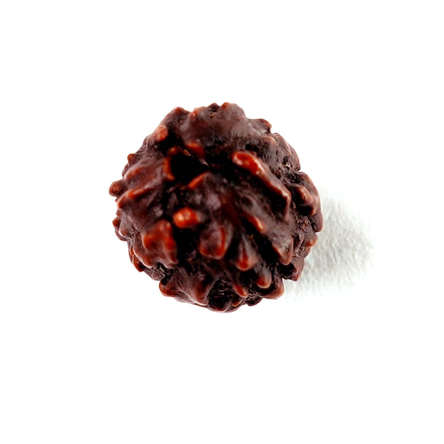 Natural 3 Mukhi/Faced  Rudraksha