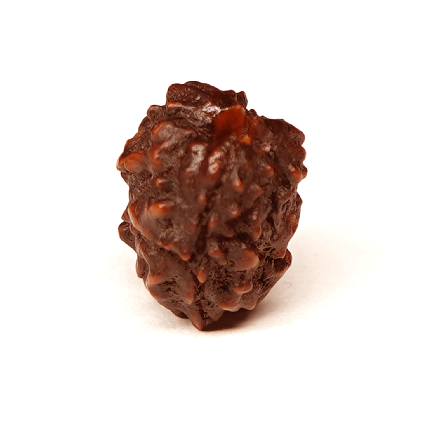 Natural 3 Mukhi/Faced Ganesh Rudraksha