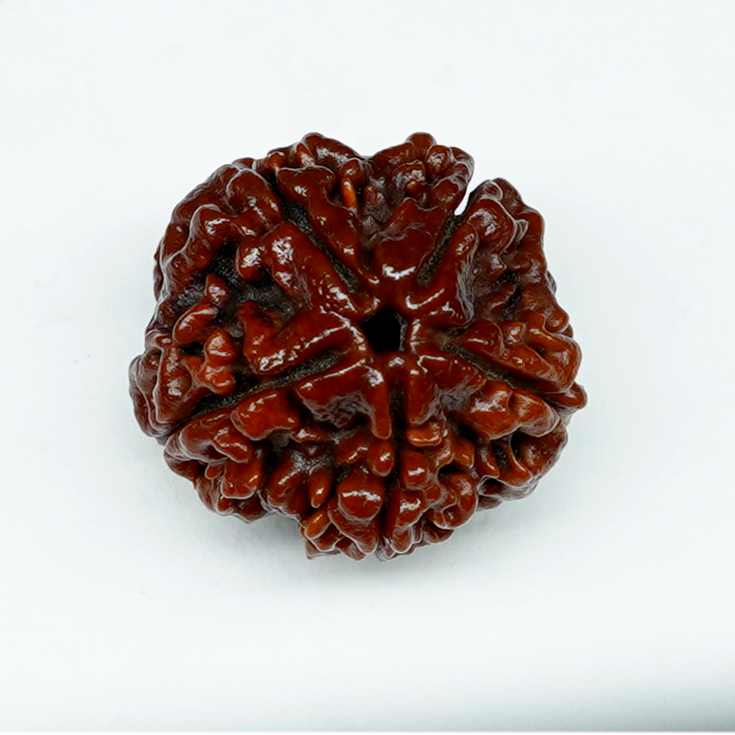 Natural 5 Mukhi/Faced Rudraksha