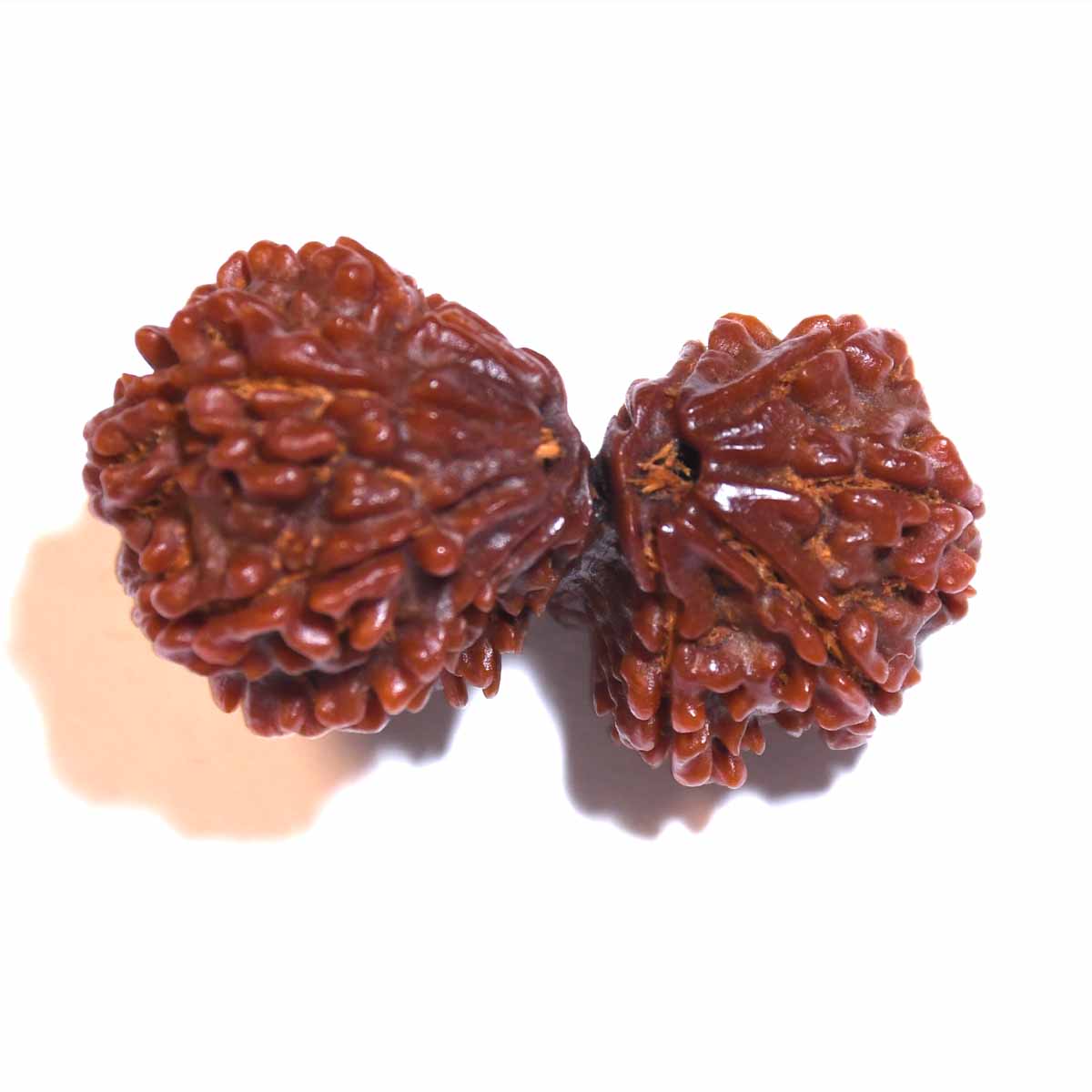 Natural Gauri Shankar Ganesh Rudraksha