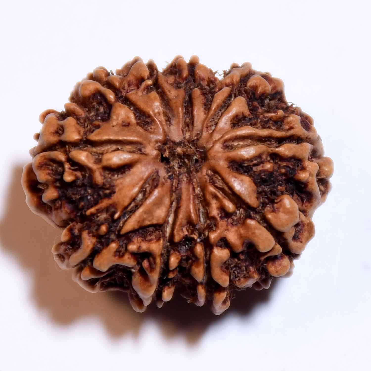 Natural 10 Mukhi/Faced Rudraksha