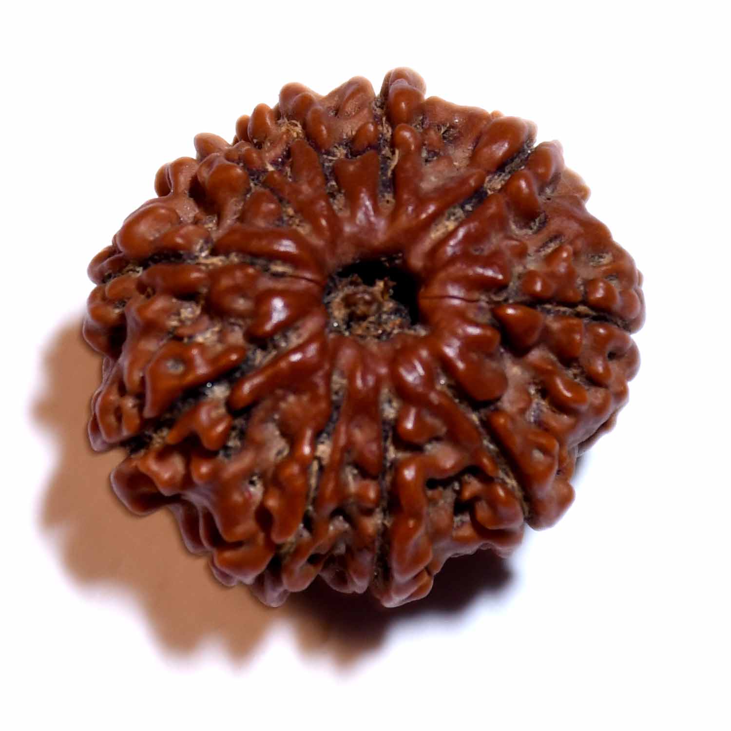 Natural 10 Mukhi/Faced Rudraksha