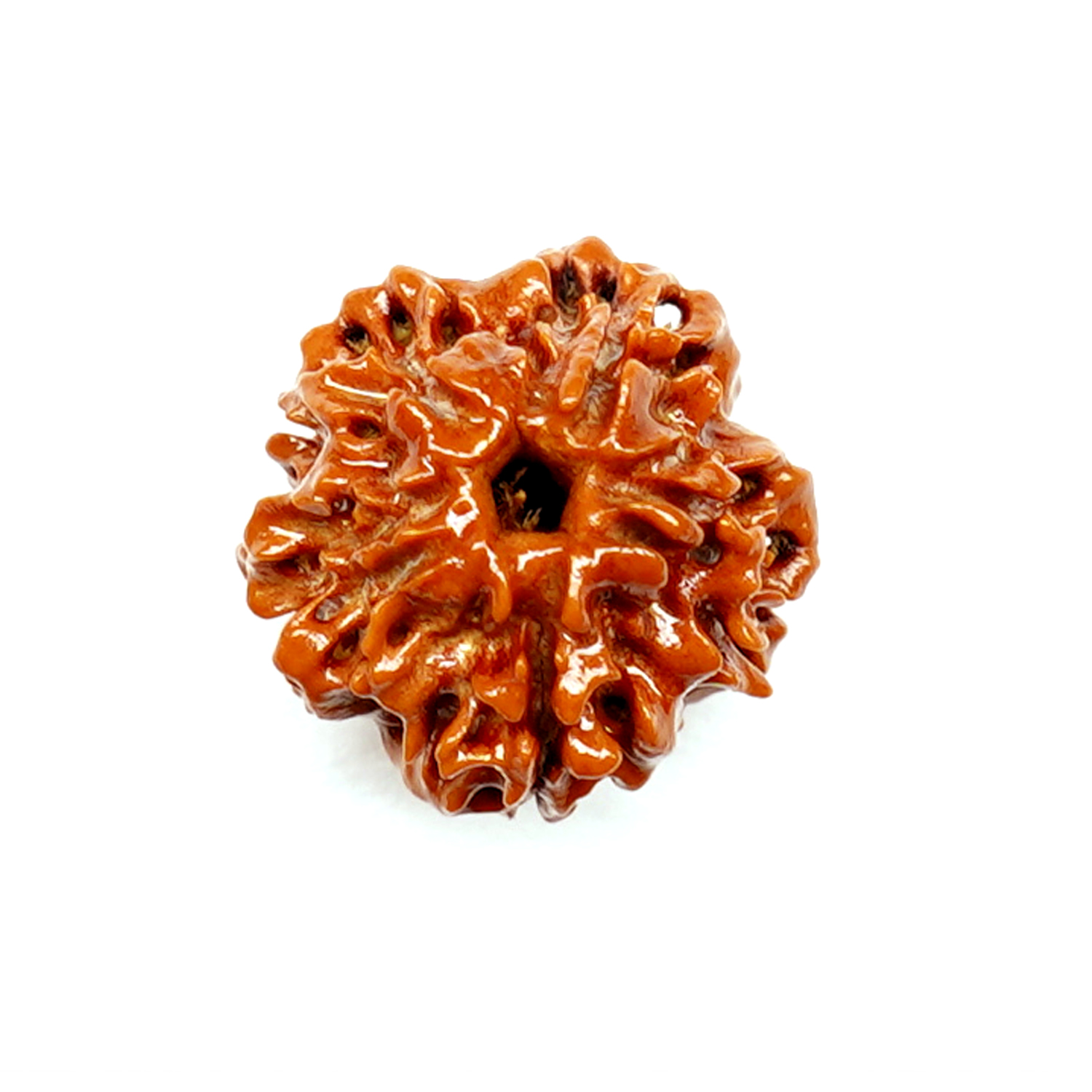 Natural 1 Mukhi/Faced Rudraksha (Round)