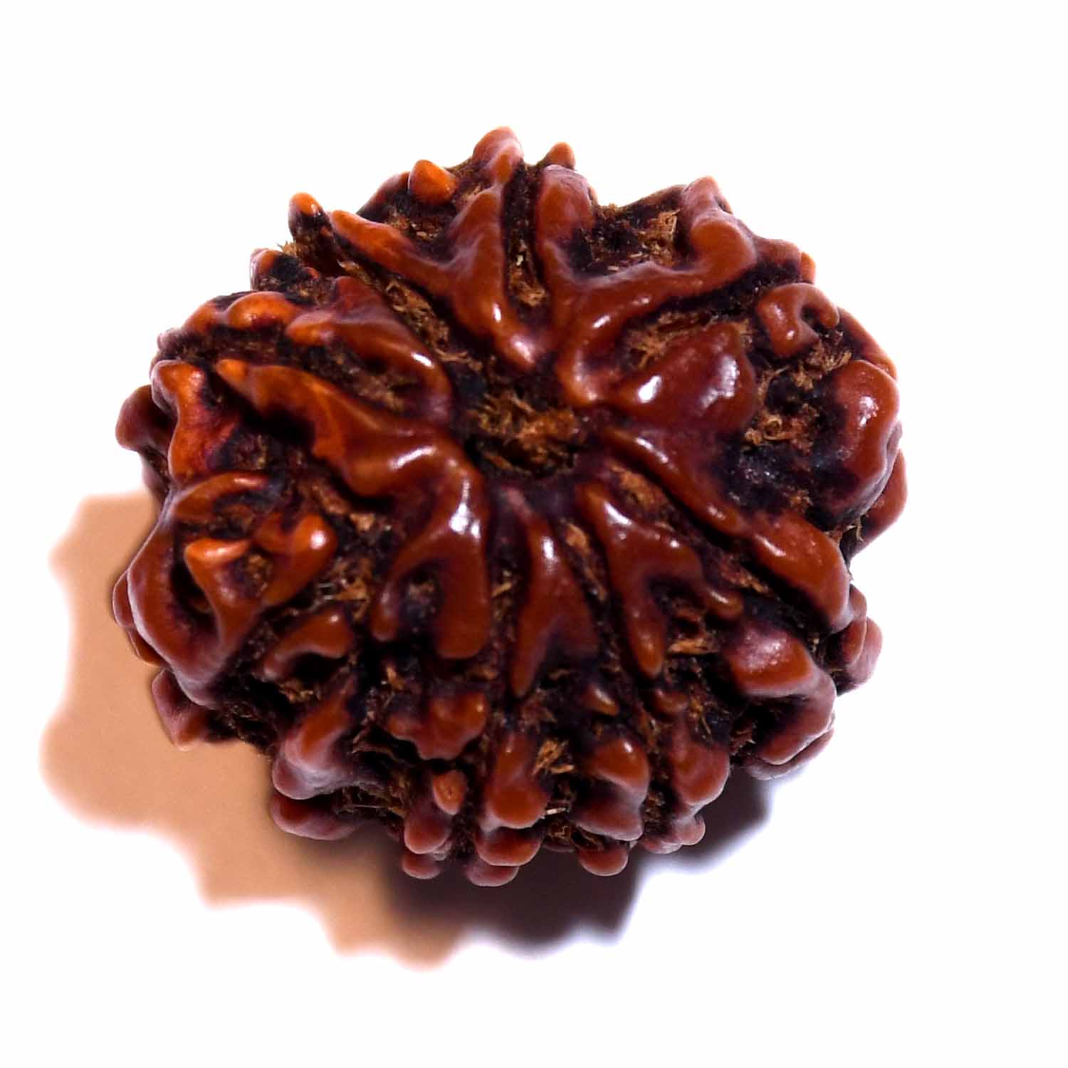 Natural 8 Mukhi/Faced Rudraksha