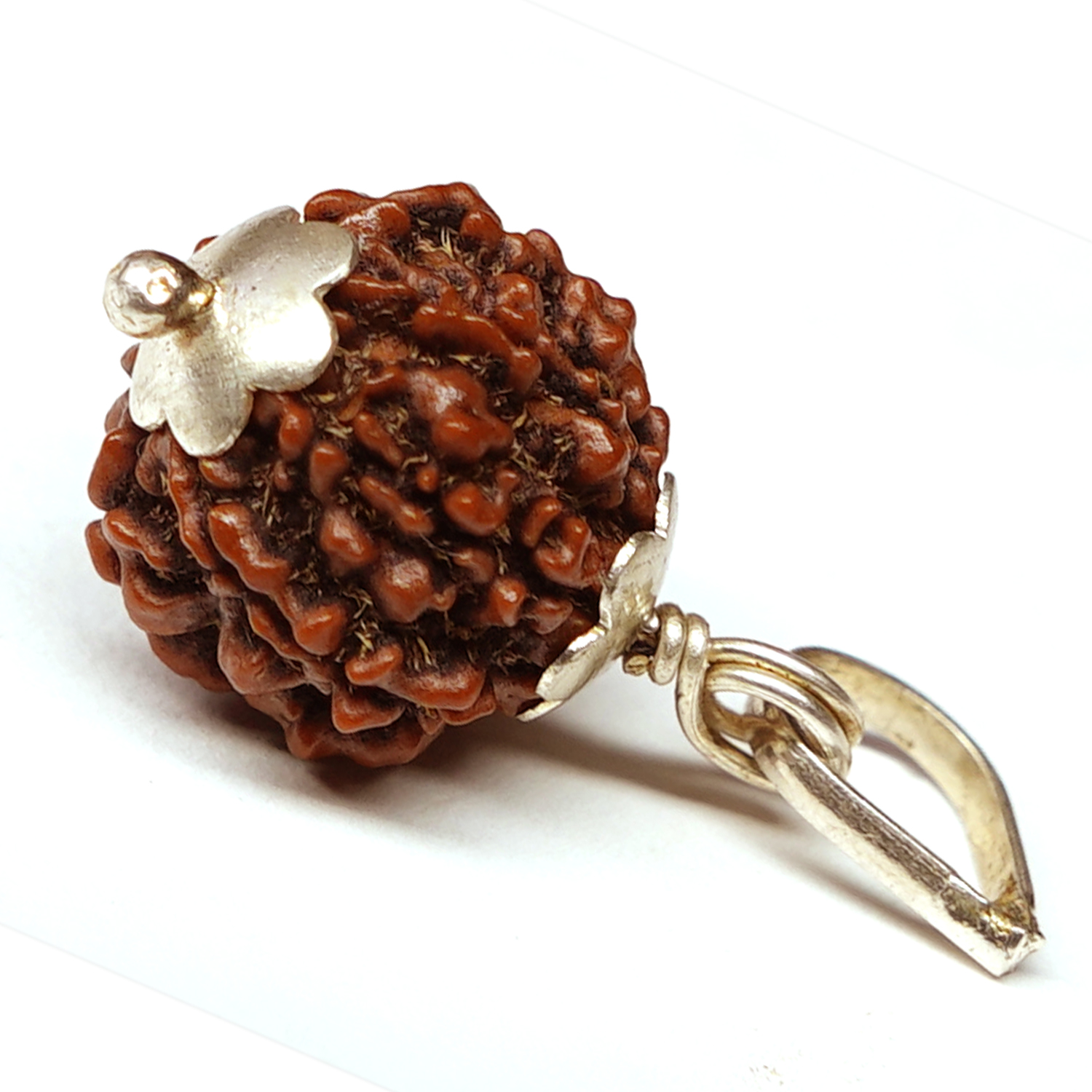 Natural 7 Mukhi/Faced Rudraksha with Silver Capping