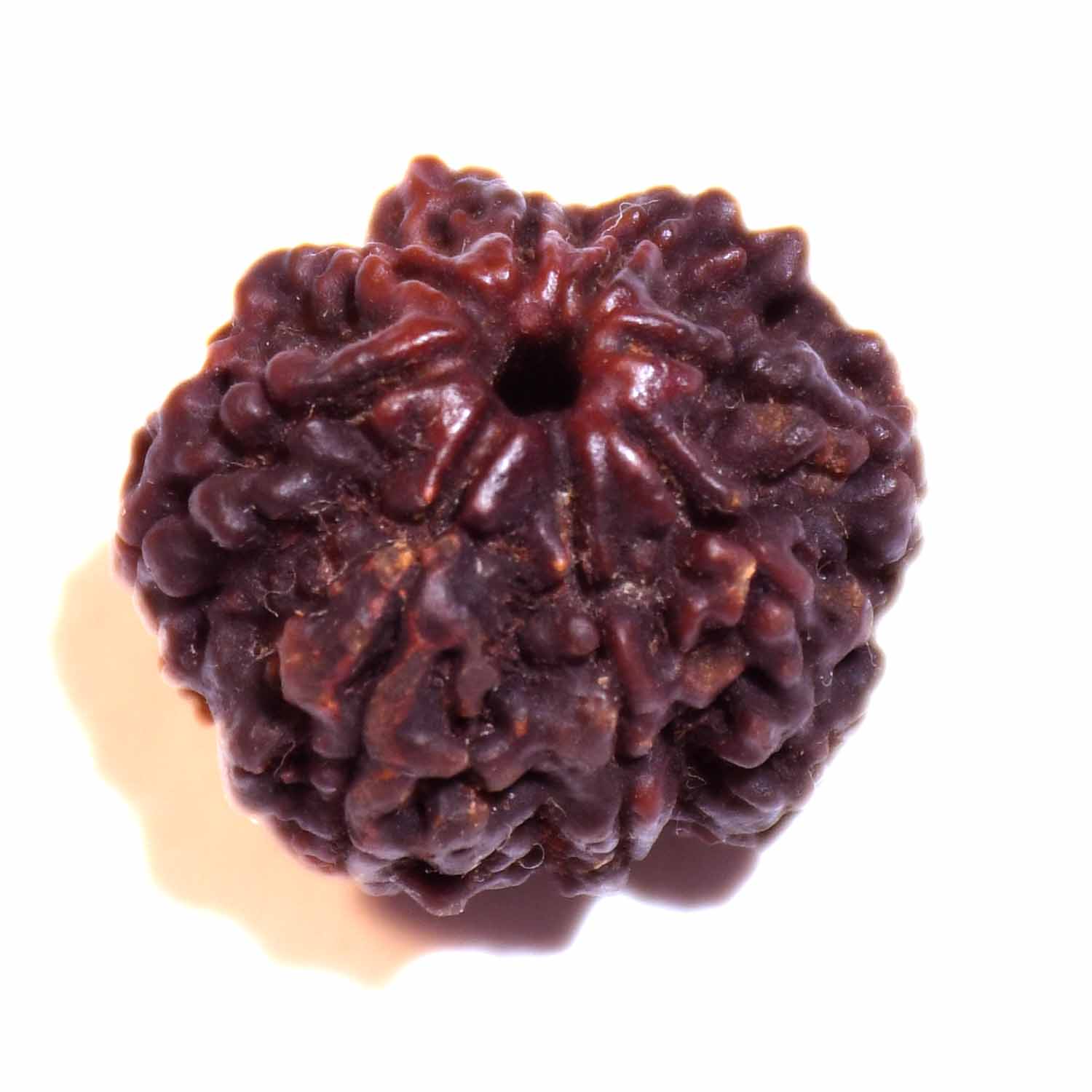 Natural 8 Mukhi/Faced Rudraksha