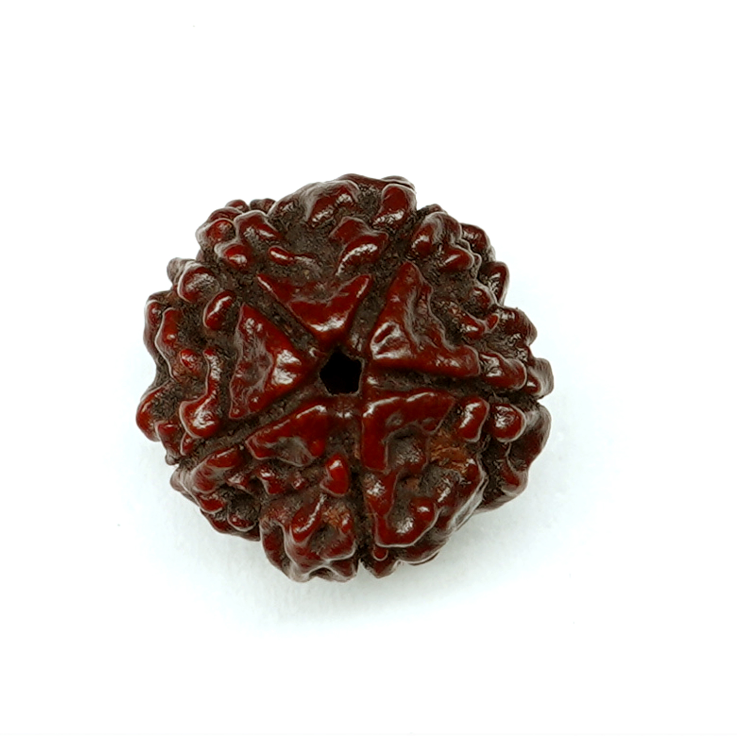 Natural 5 Mukhi/Faced Rudraksha