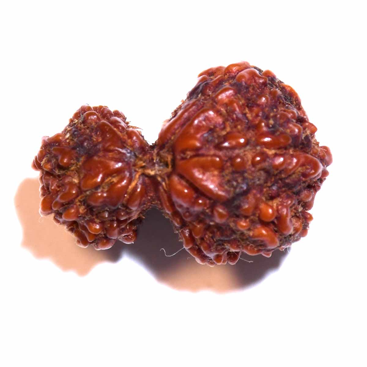 Natural Garbh Gauri Rudraksha