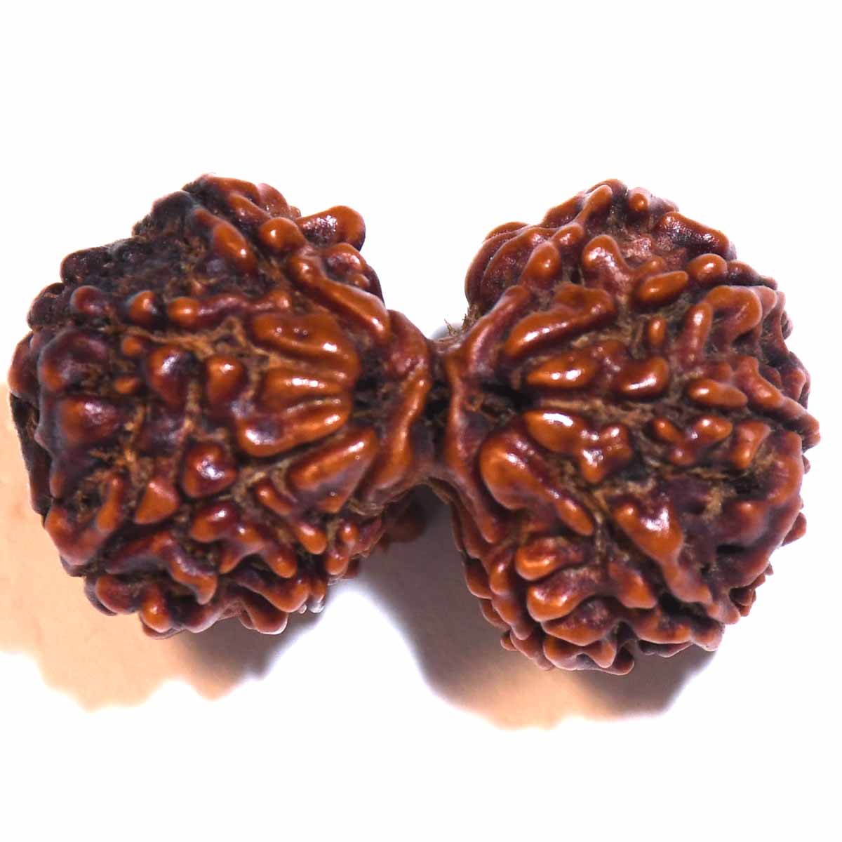 Natural Gauri Shankar Ganesh Rudraksha