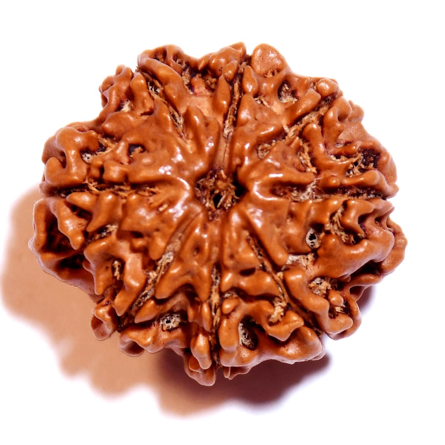 Natural 8 Mukhi/Faced Rudraksha