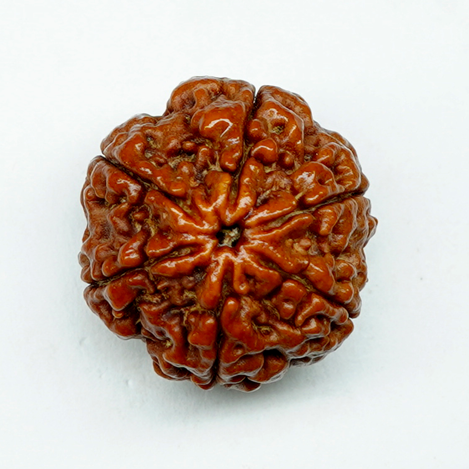 Natural 6 Mukhi/Faced Rudraksha