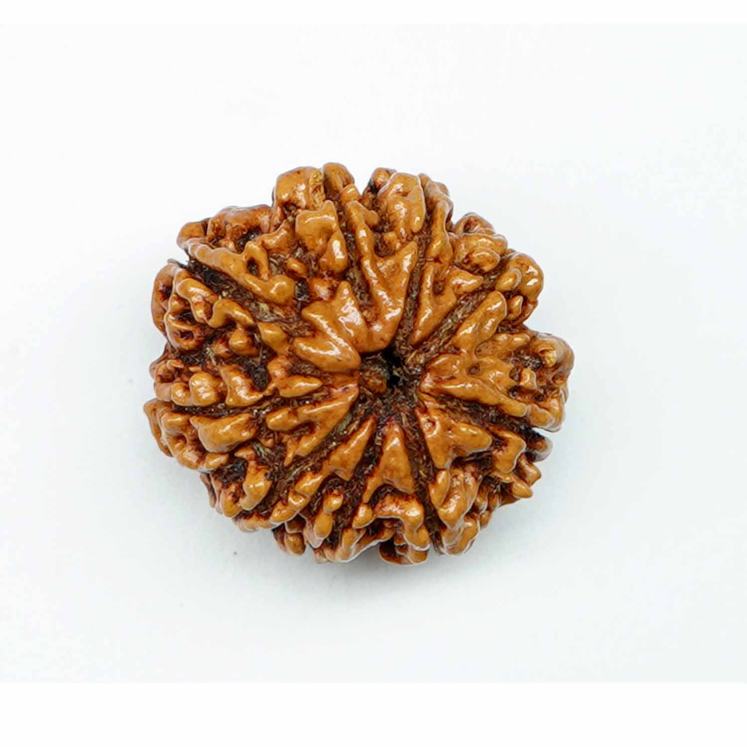 Natural 9 Mukhi/Faced Rudraksha