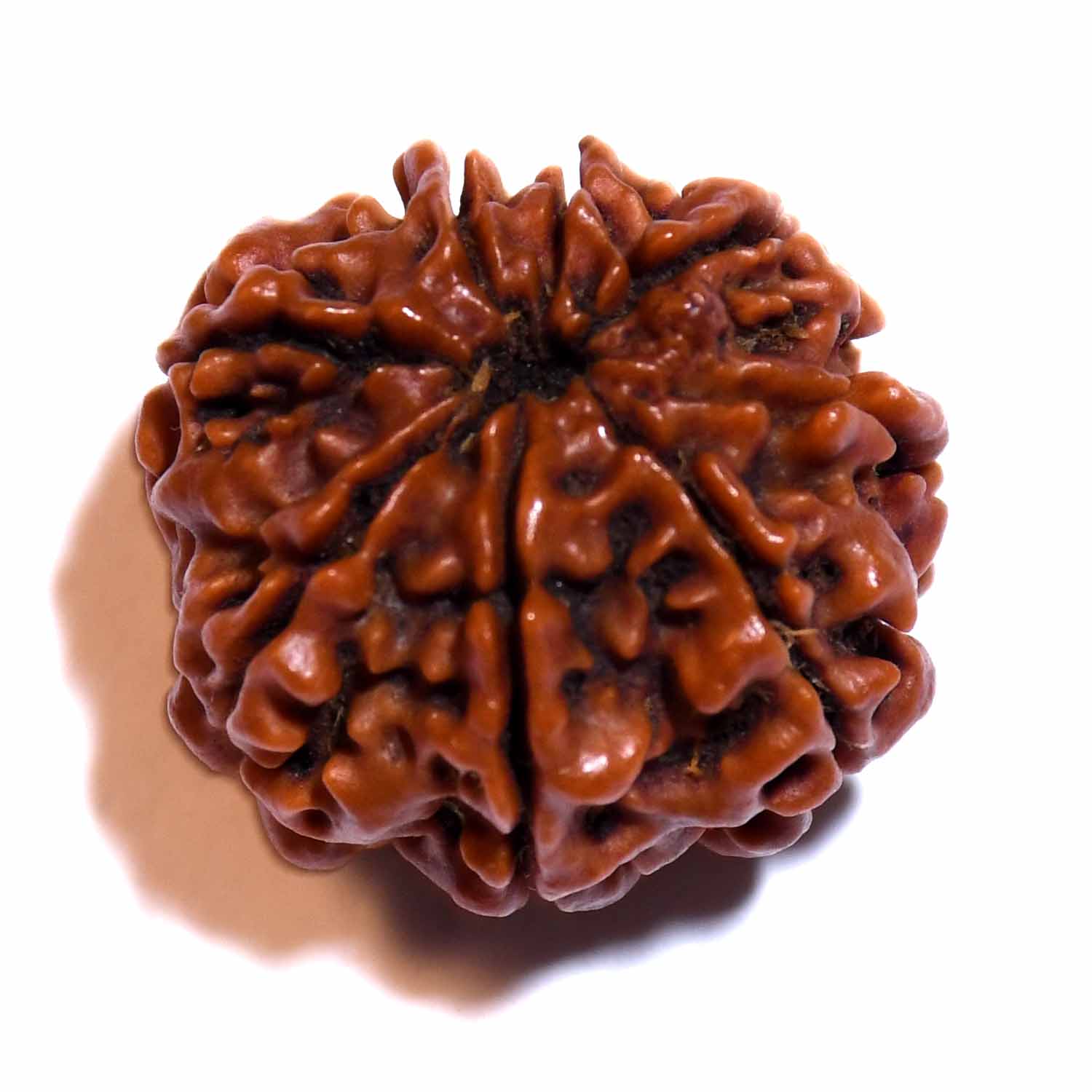 Natural 8 Mukhi/Faced Rudraksha