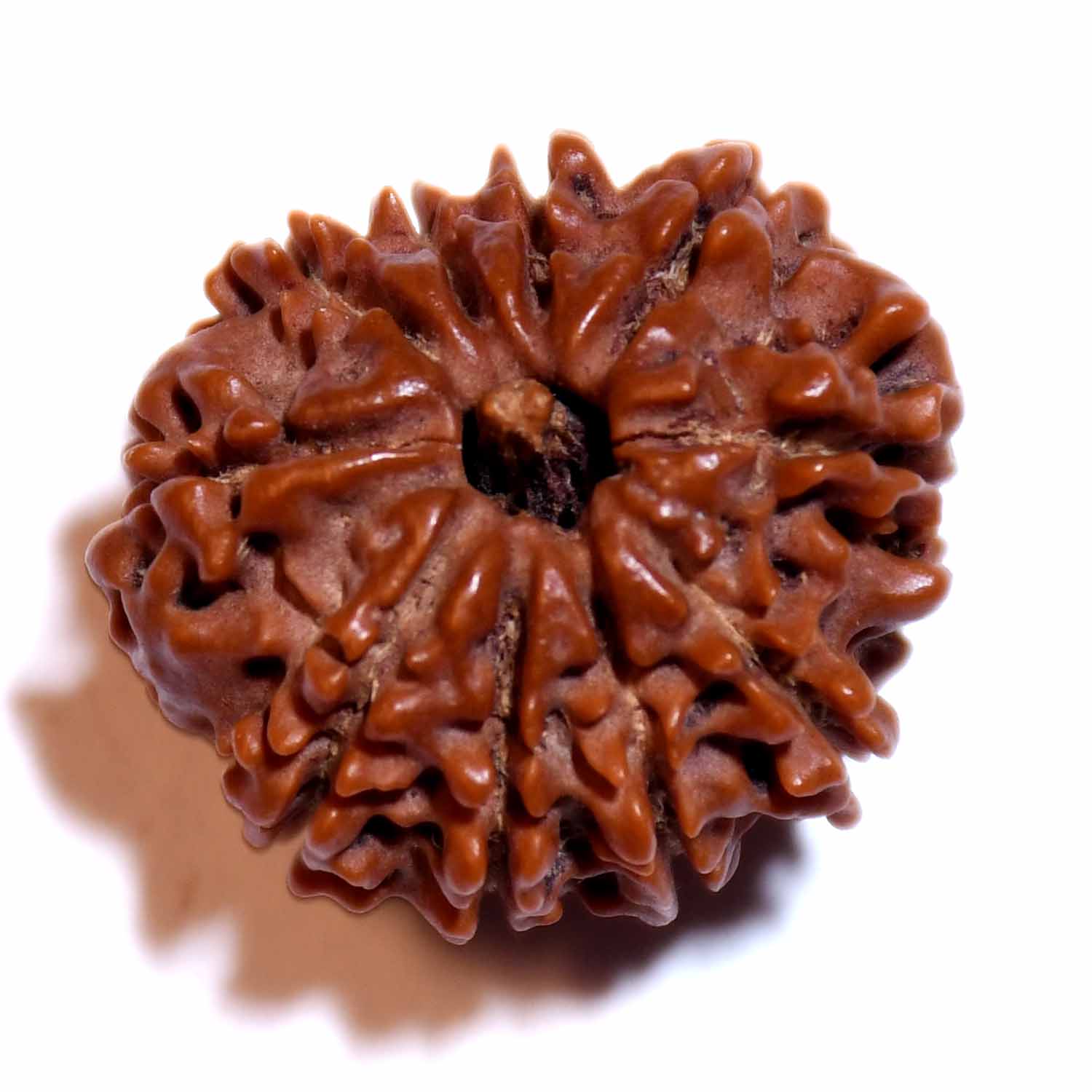 Natural 10 Mukhi/Faced Rudraksha