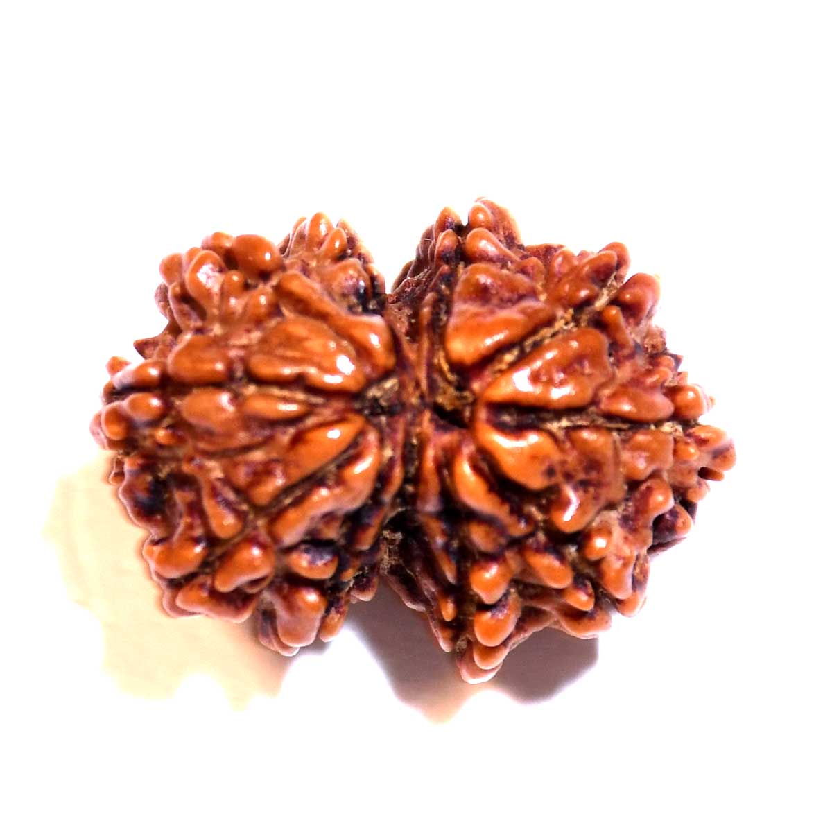 Natural Gauri Shankar Rudraksha
