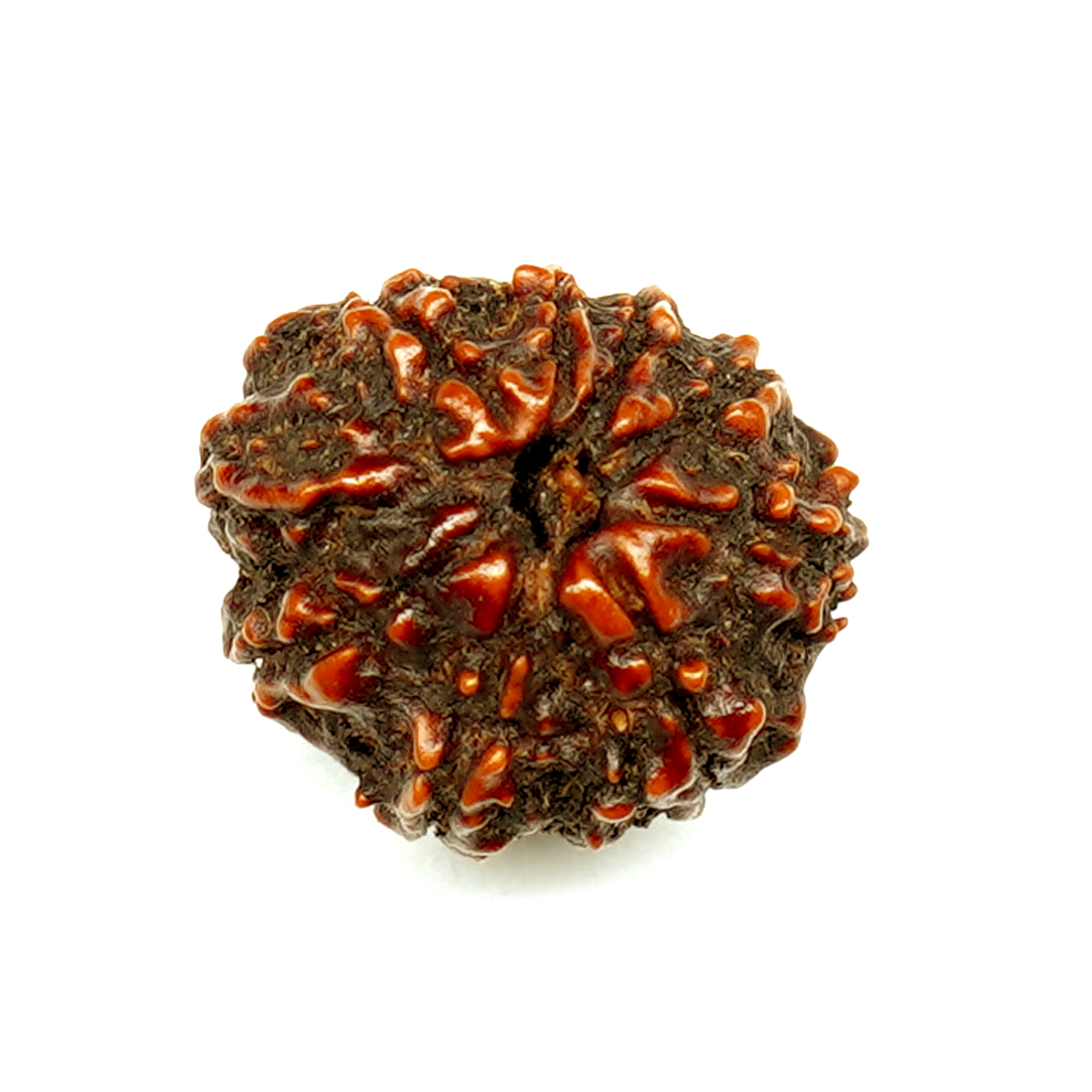 Natural 9 Mukhi/Faced Rudraksha