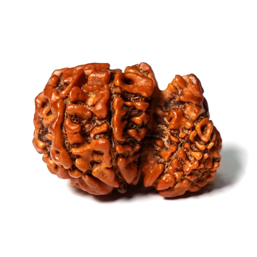 Natural Garbh Gauri Ganesh Rudraksha