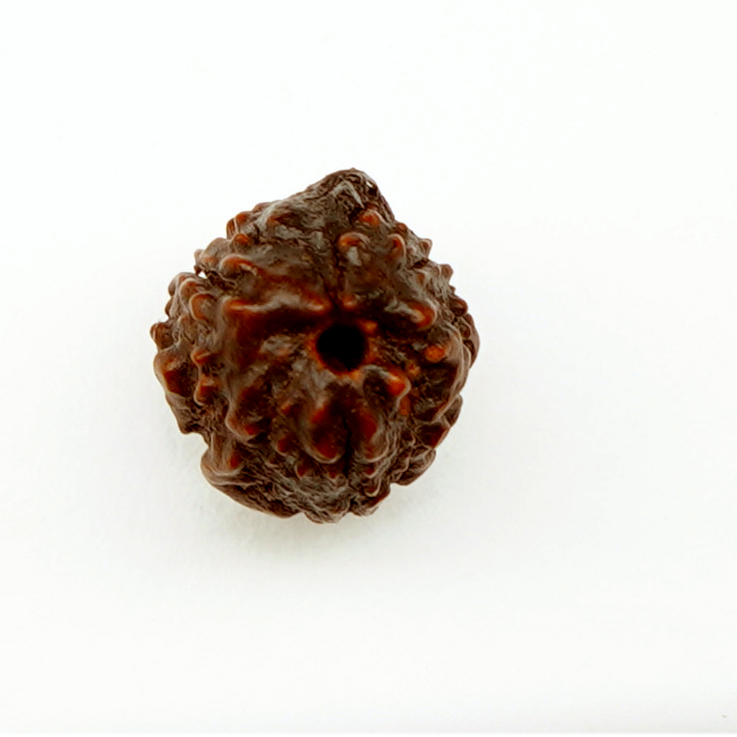 Natural 3 Mukhi/Faced Ganesh Rudraksha