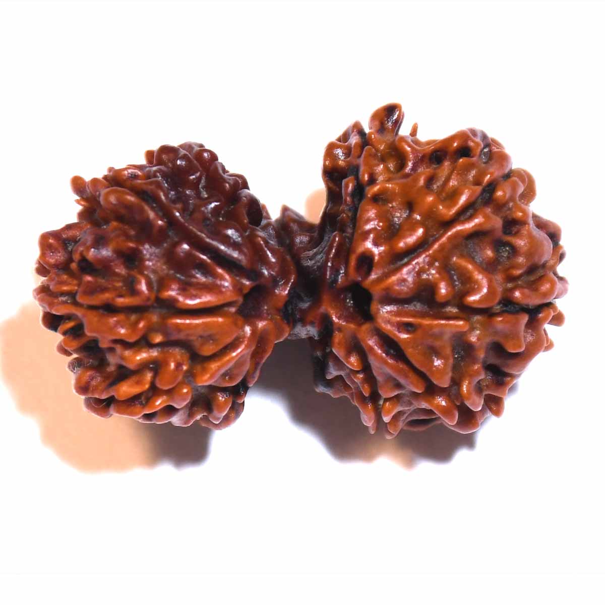 Natural Gauri Shankar Ganesh Rudraksha
