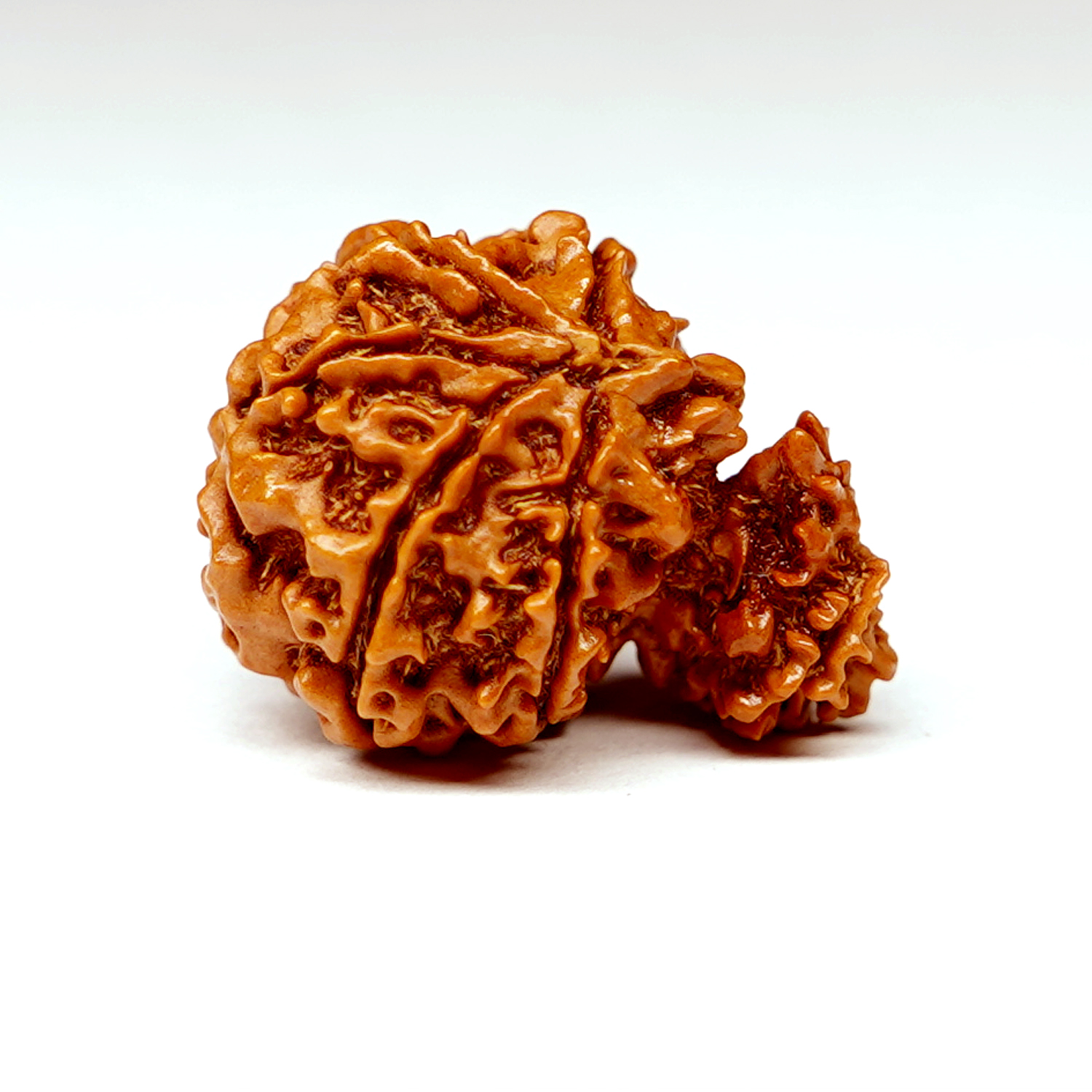 Natural Garbh Gauri Ganesh Rudraksha