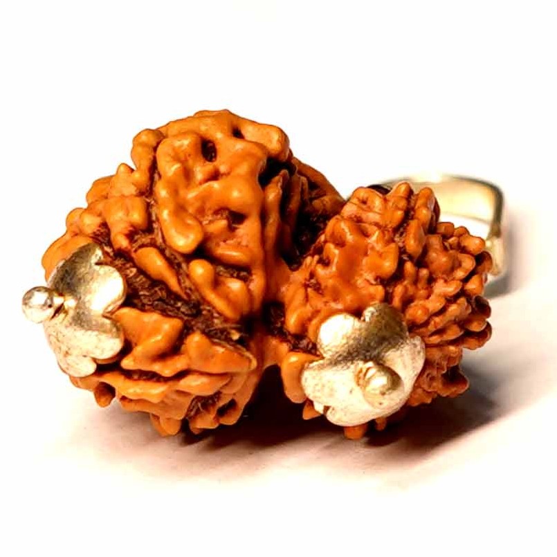Natural Garbh Gauri Ganesh Rudraksha