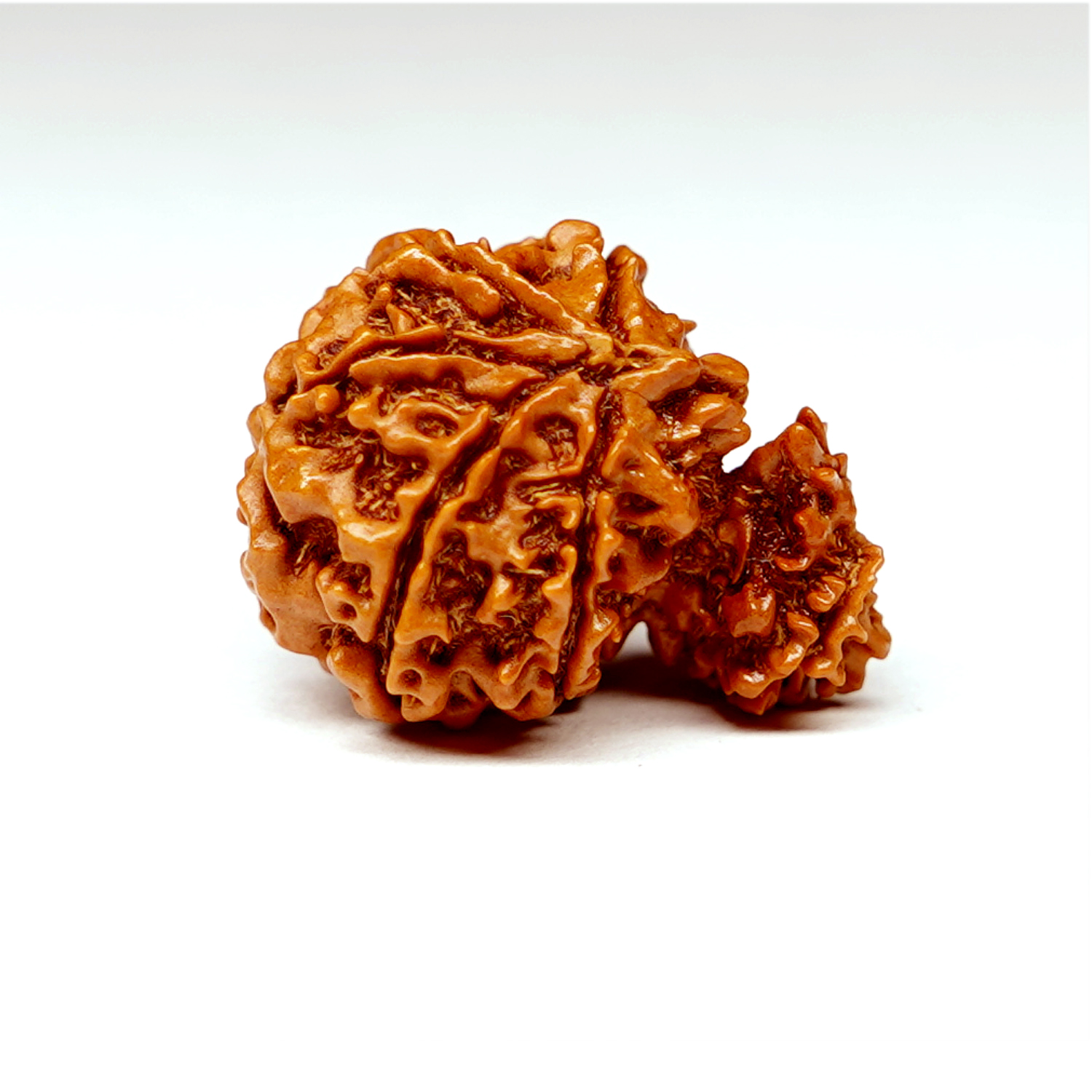 Natural Garbh Gauri Ganesh Rudraksha
