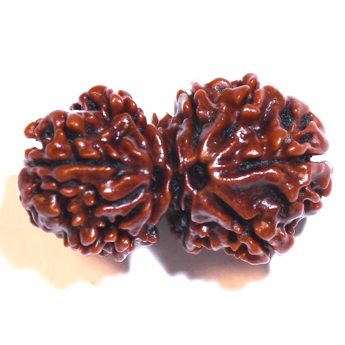 Natural Gauri Shankar Ganesh Rudraksha