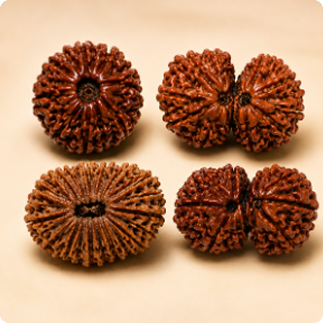 Rudraksha